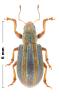 Pachyrhinus warioni